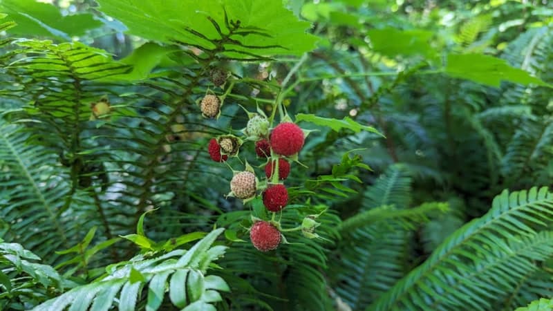Red raspberries on the vine